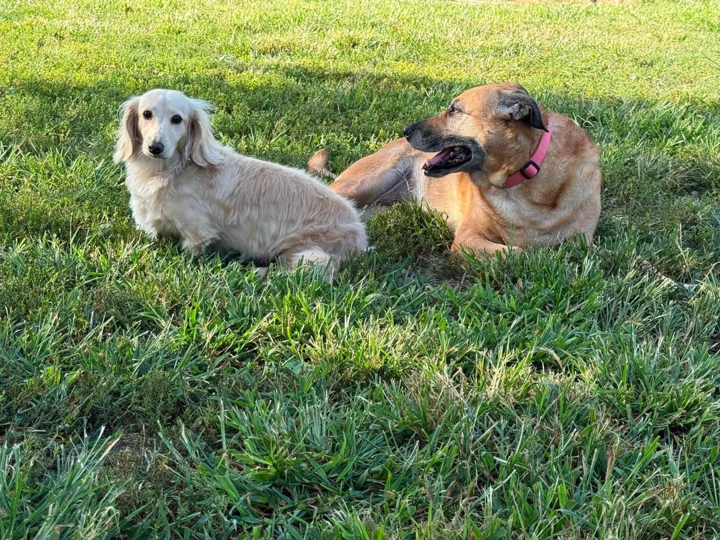 Two dogs lounging side by side in the sunny grass