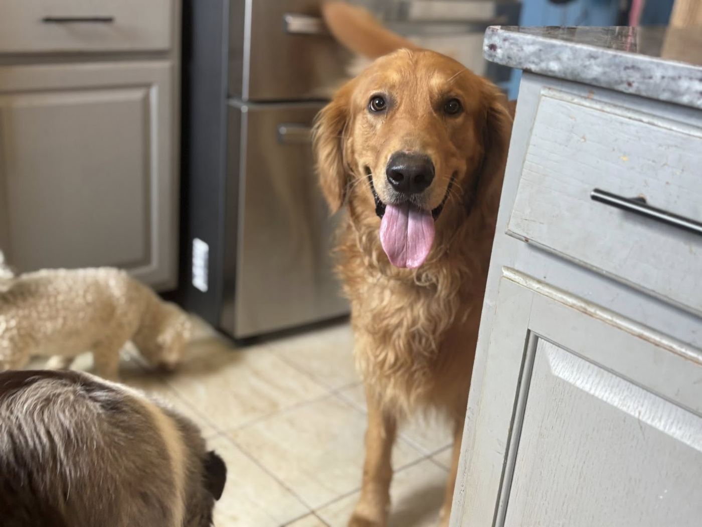 Golden retriever and friends hanging out in the kitchen at Devoted Dog Care
