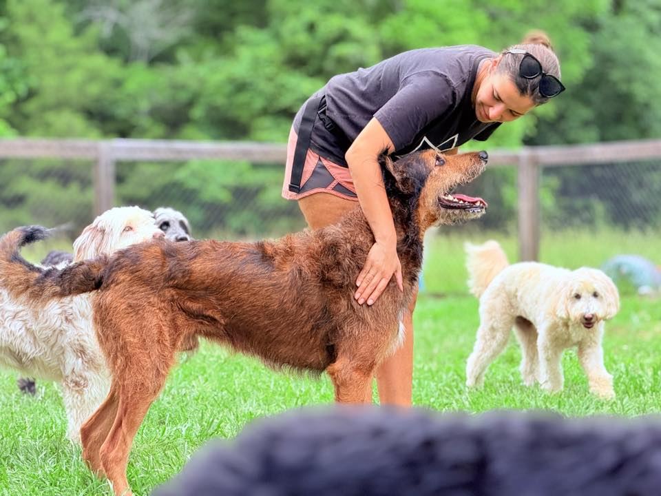 Caregiver greeting a pack of happy dogs in the yard at Devoted Dog Care in Columbia, TN